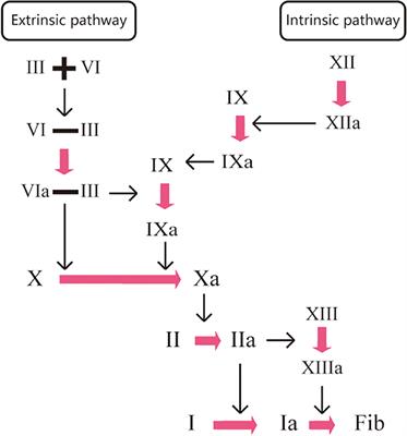 Anticoagulation Therapy for Non-valvular Atrial Fibrillation: A Mini-Review